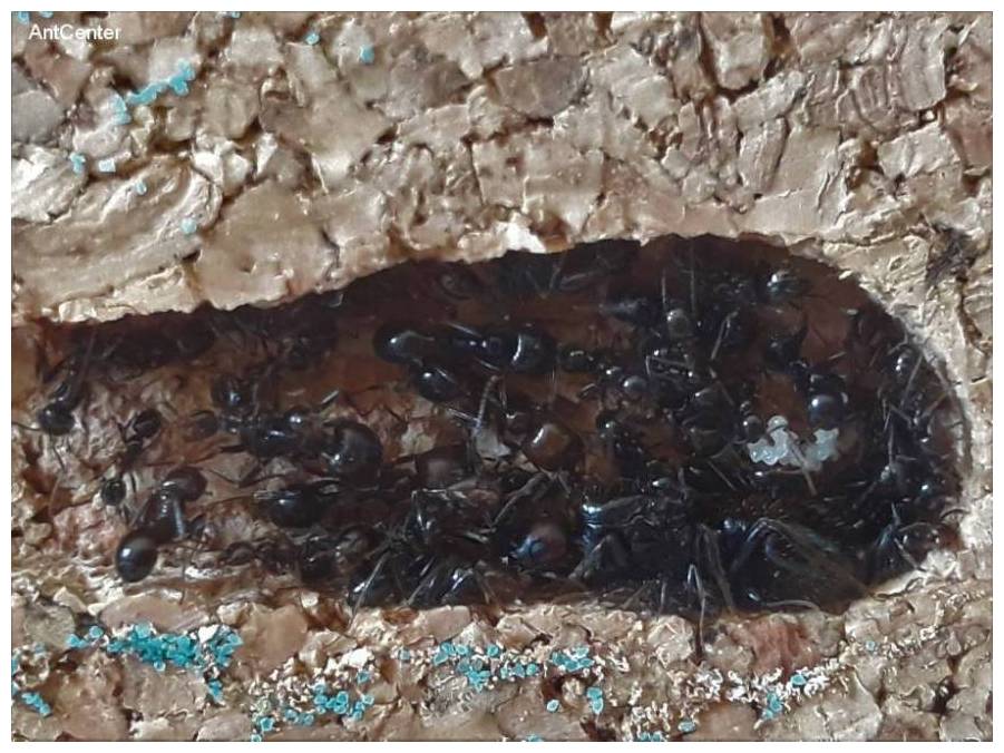 Mrówki Messor barbarus w Tower