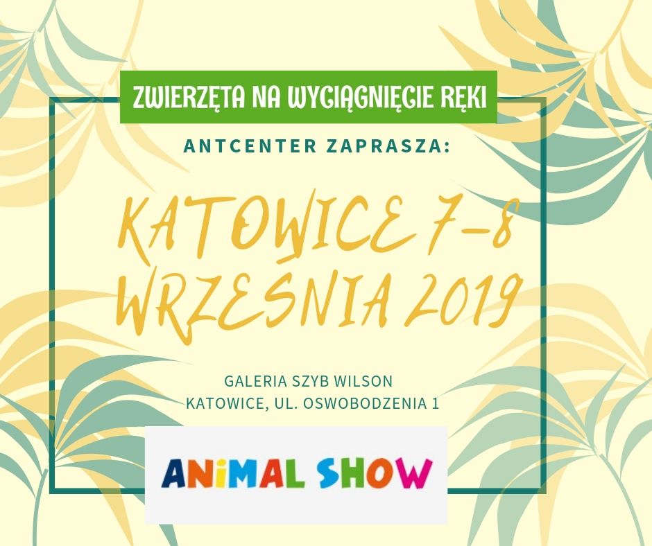 Zaproszenie na Show