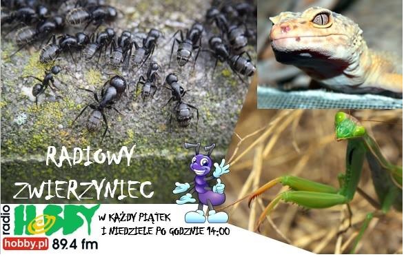 piotr-rachwal-udziela-wywiadu-dla-radia-hobby
