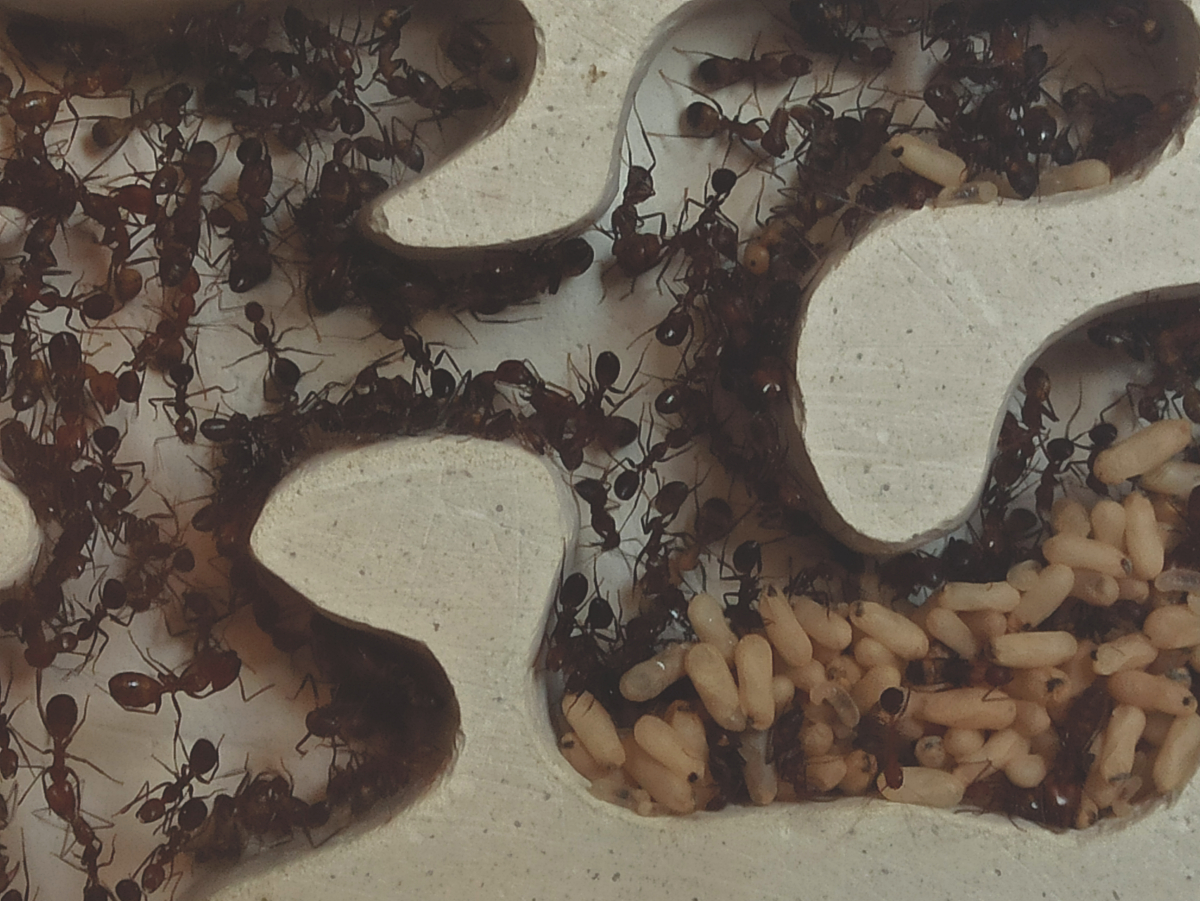 Camponotus nicobarensis w Lubi Max