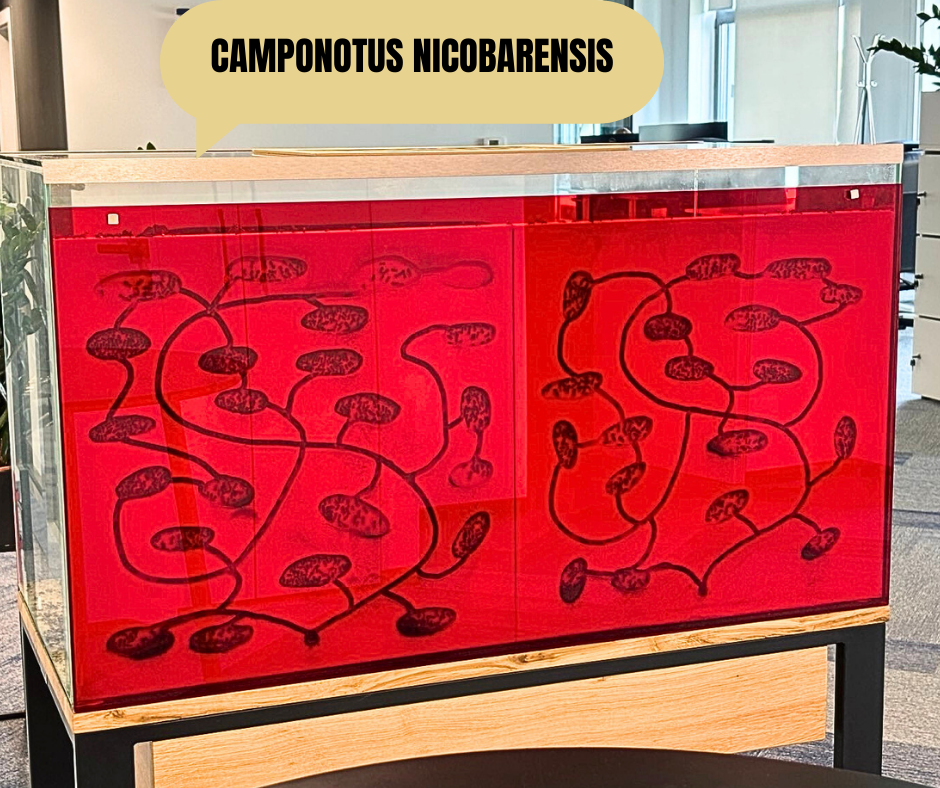 Formikarium z Camponotus nicobarensis