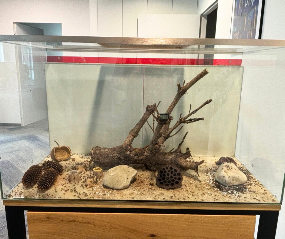 Formikarium od Antcenter