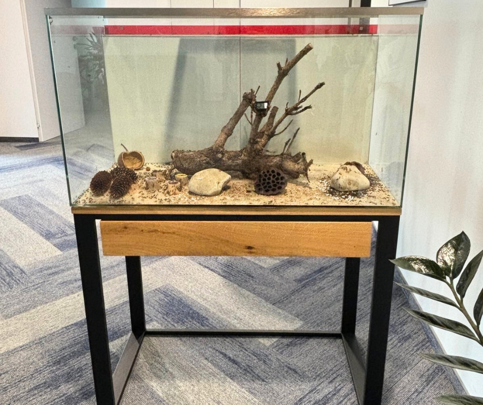 Formikarium w biurze
