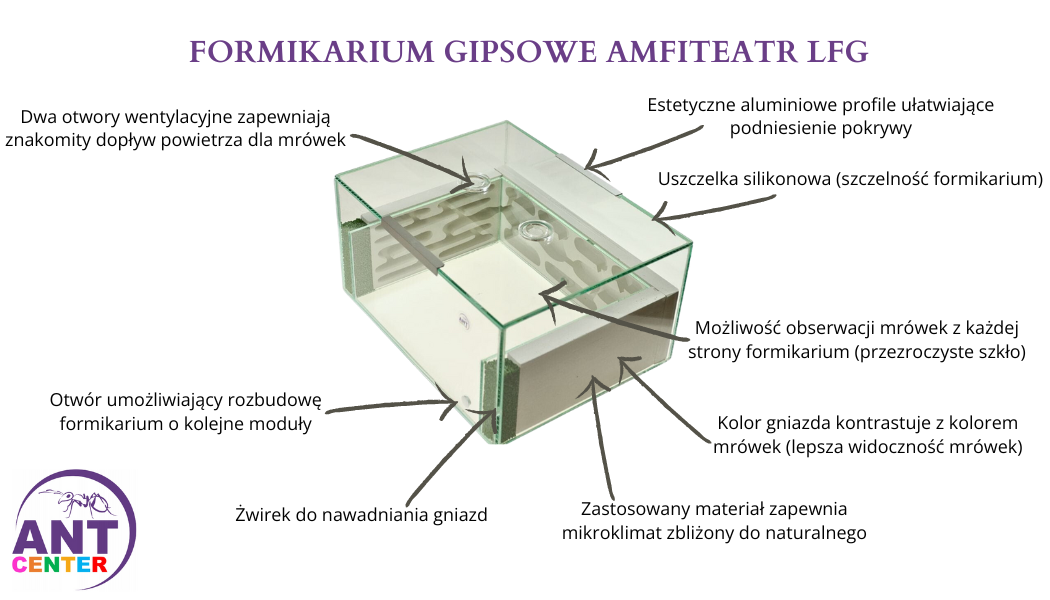 Formikarium dla mrówek Amfiteatr