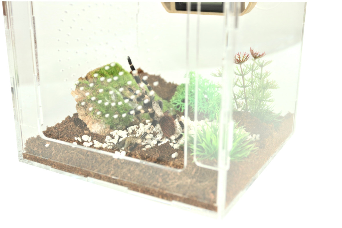 Pająki w terrarium