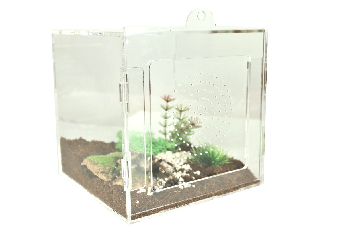 Terrarium z pająkiem