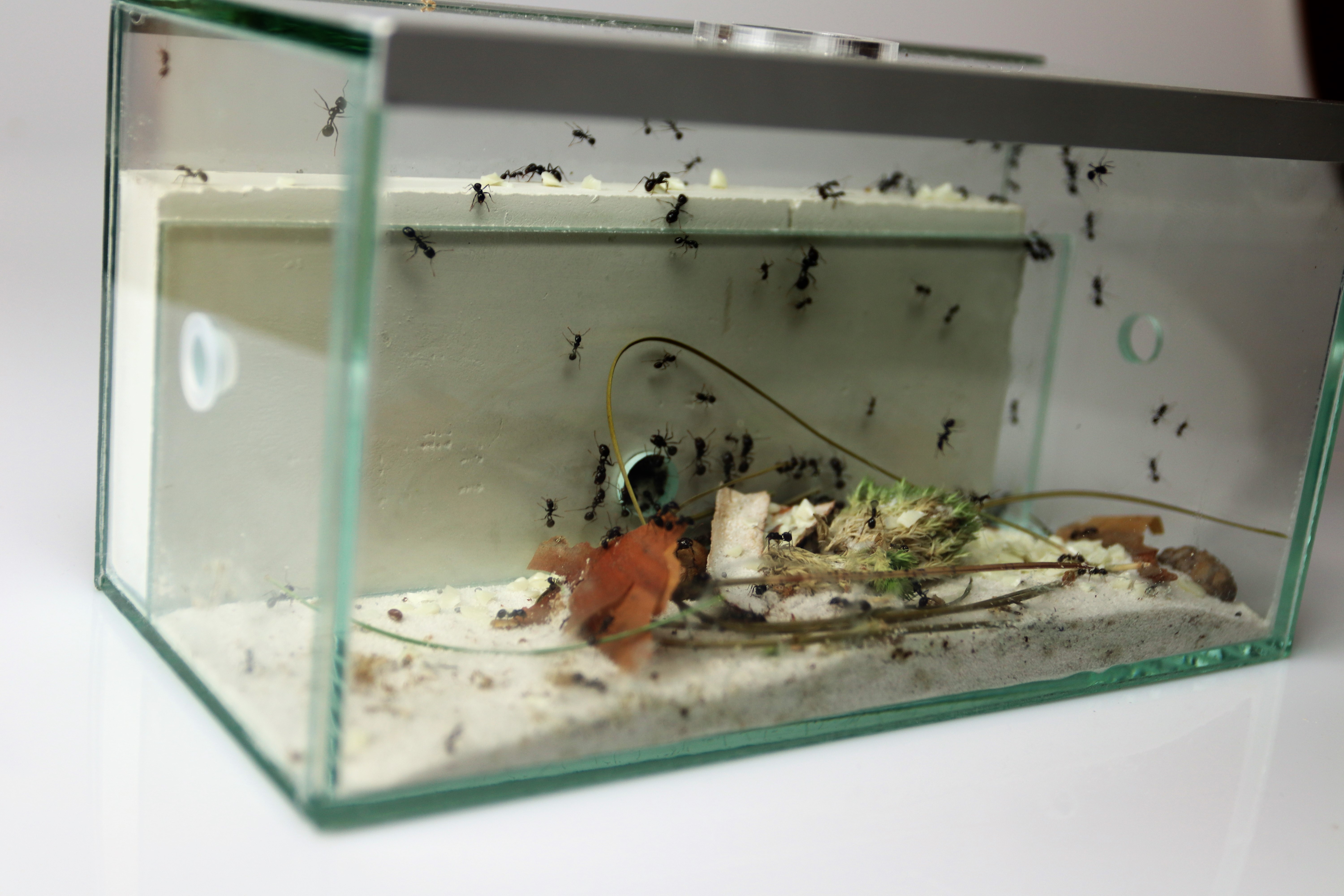messor-barbarus-w-formikarium-gipsowym-antcenter