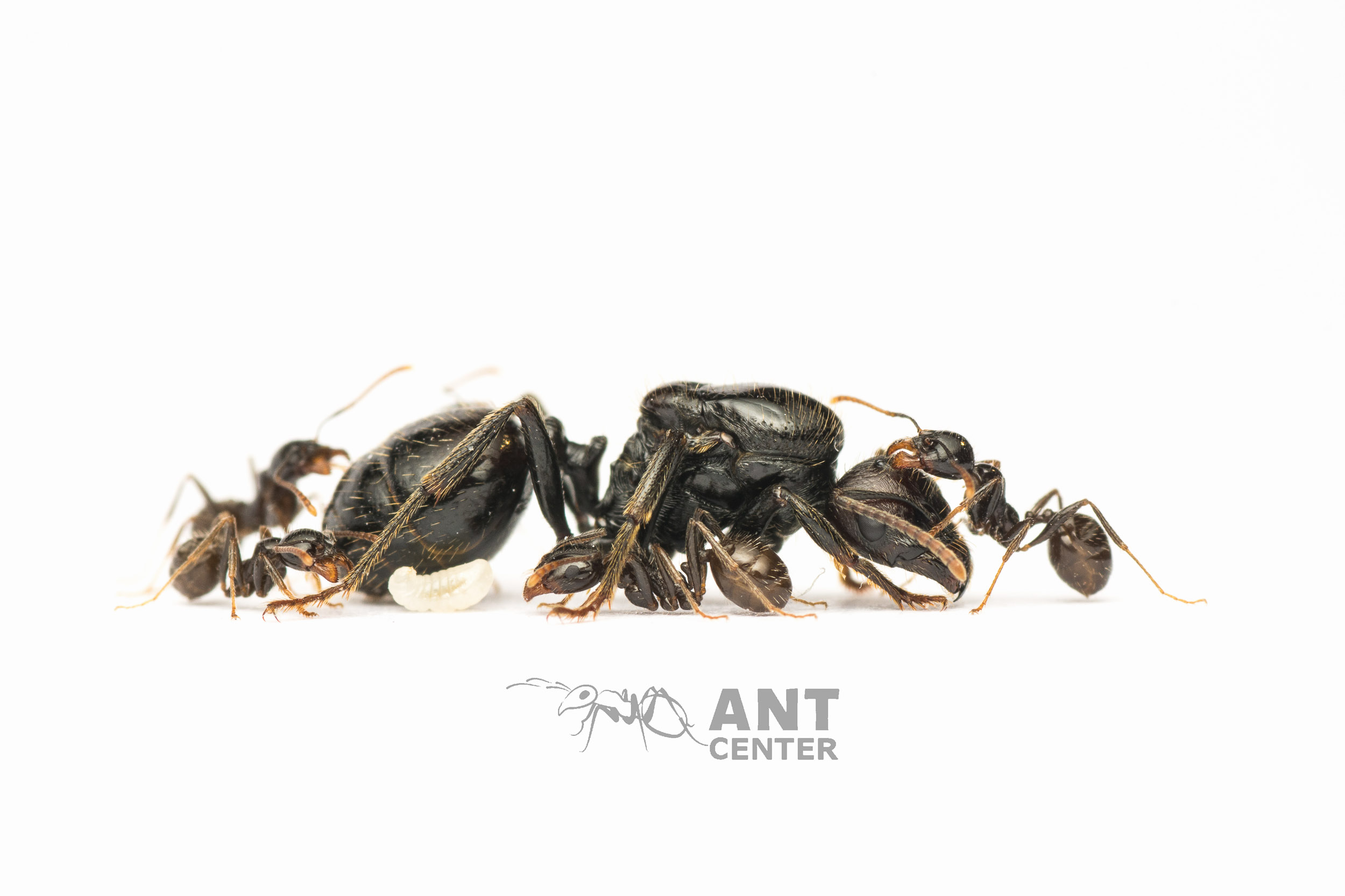 mrowki-messor-barbarus-antcenter