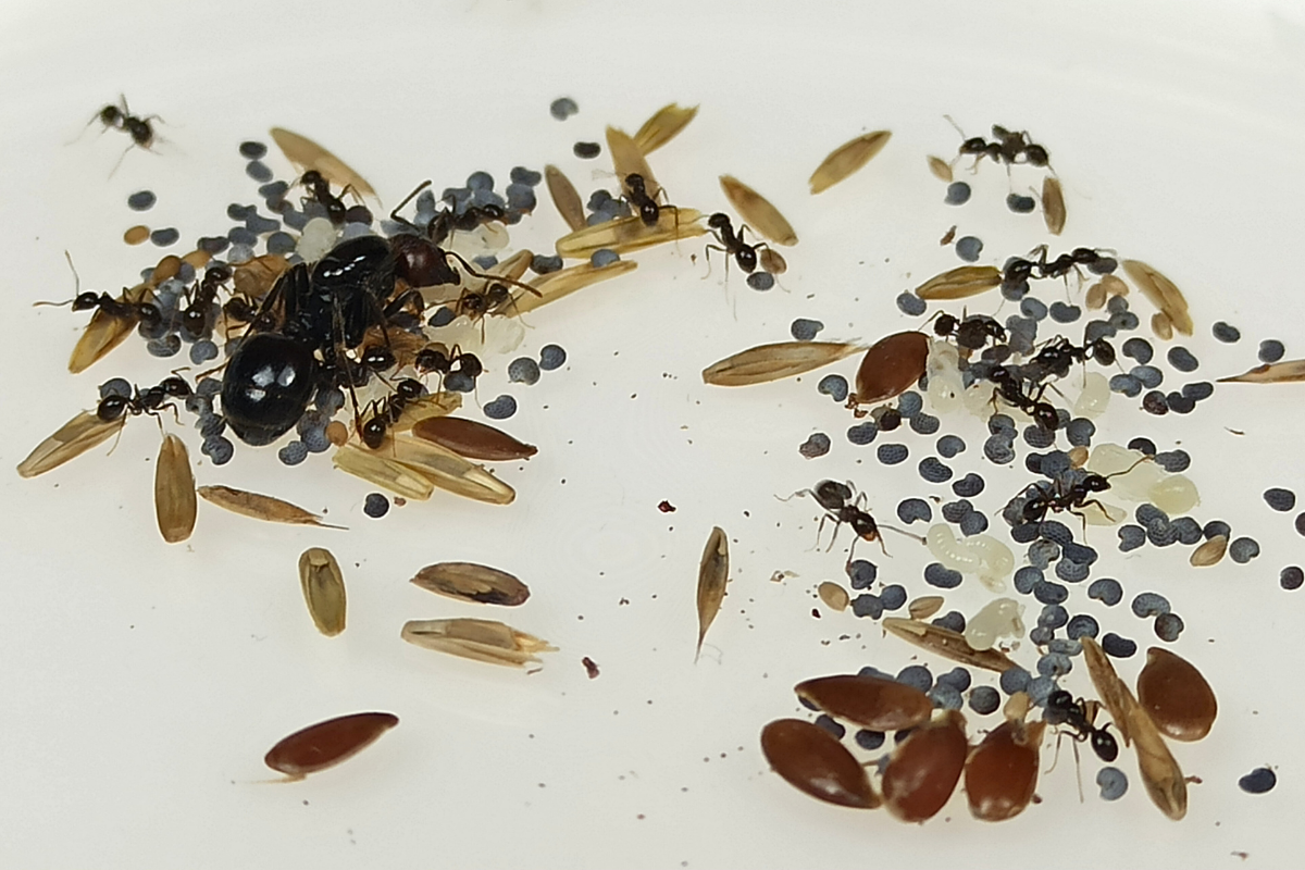 Mrówki Messor barbarus jedzące nasiona