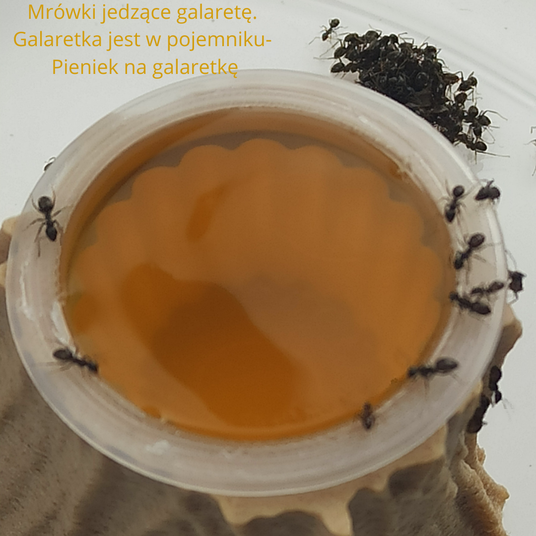 mrówki-jedzące-galaretkę-w-pieńku-na-galaretkę-od-firmy-antcenter