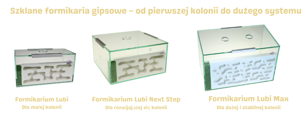 Szklane formikaria gipsowe AntCenter Lubi – modułowy system o stabilnej wilgotności