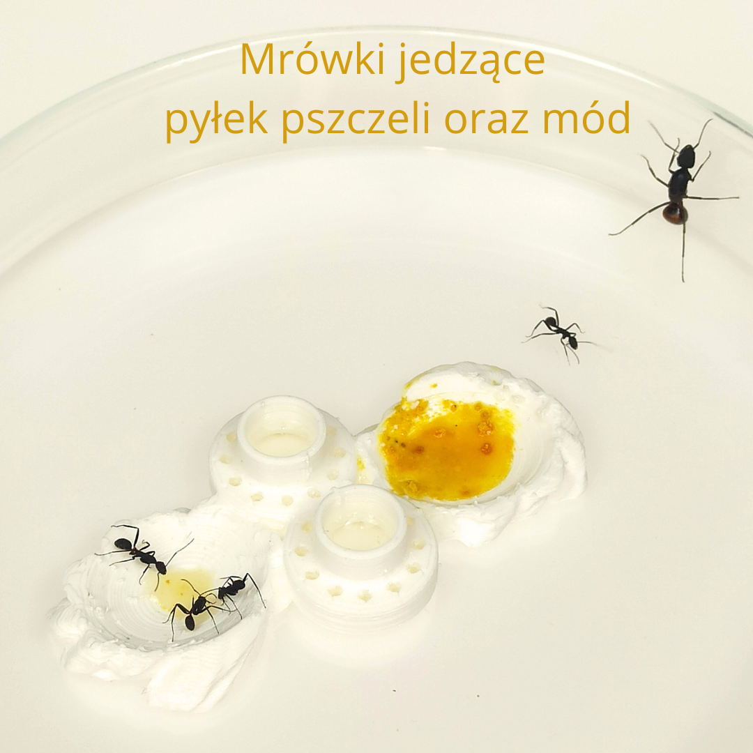 Mrówki jedzące miód oraz pyłek pszczeli