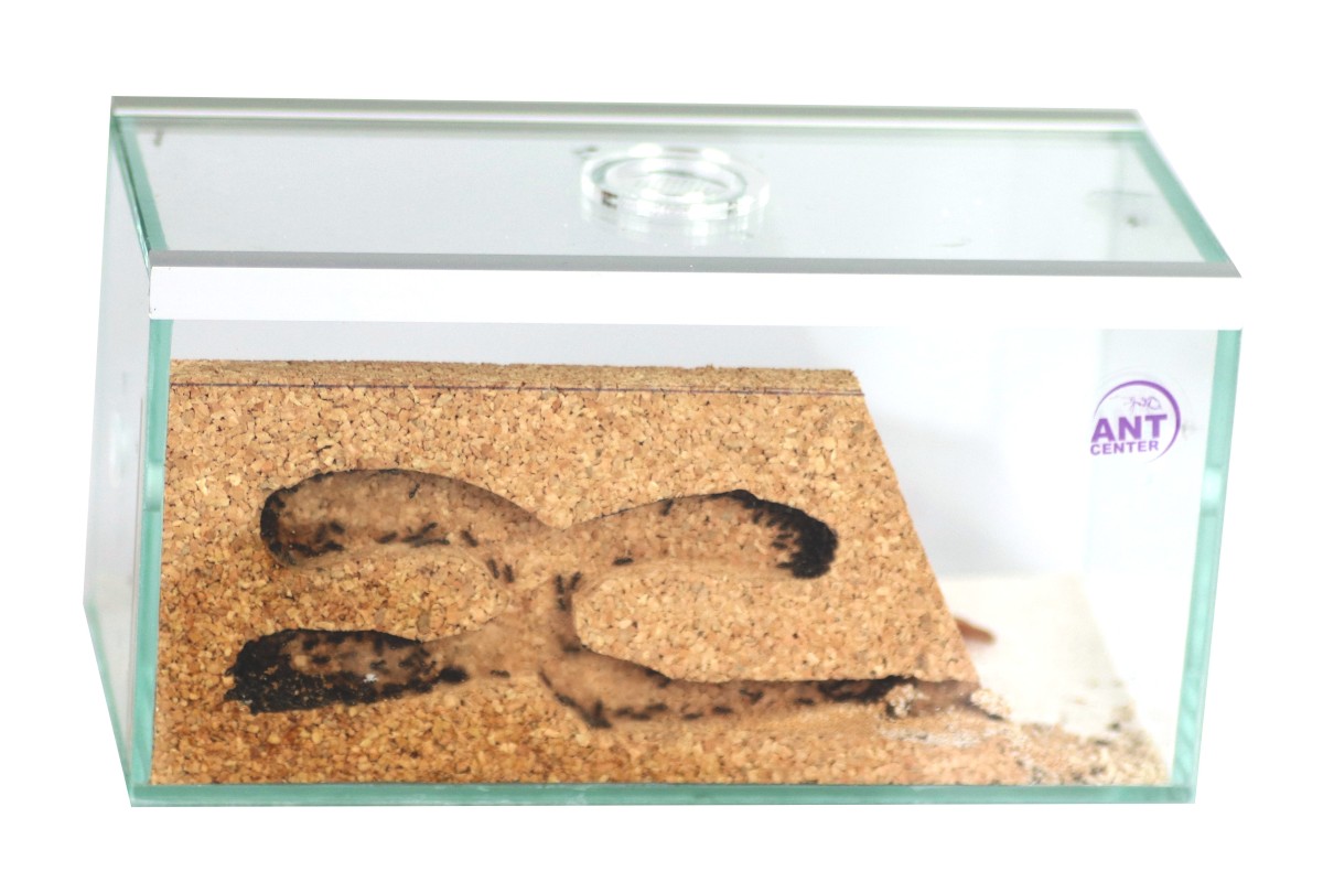 formikarium BRAND
