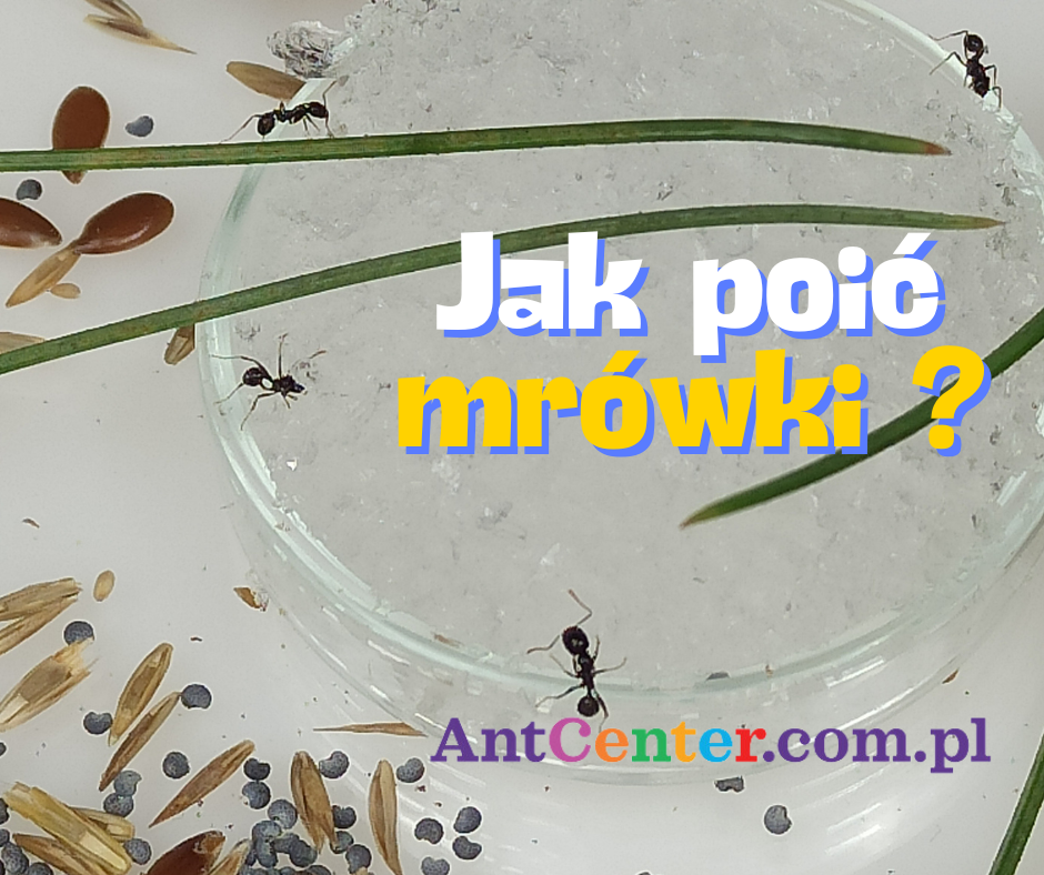 jak-poic-mrowki-poradnik-od-antcenter