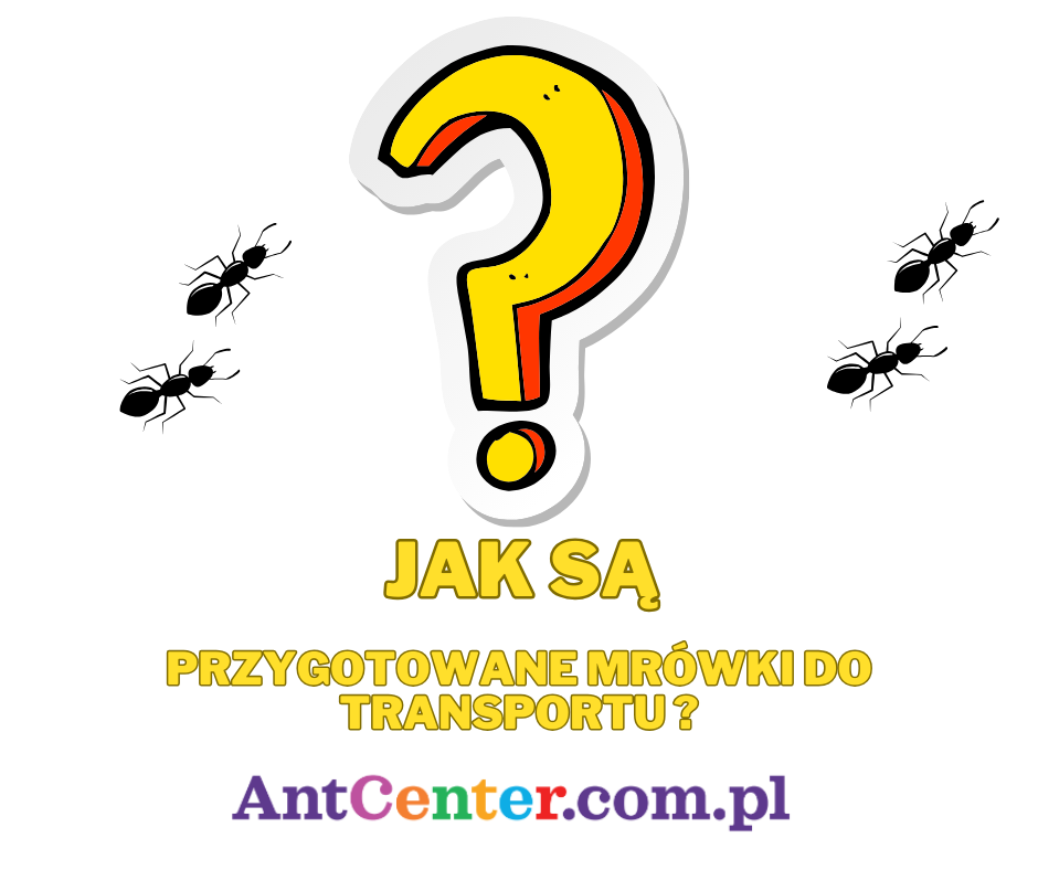 jak-sa-przygotowane-mrowki-do-transportu?