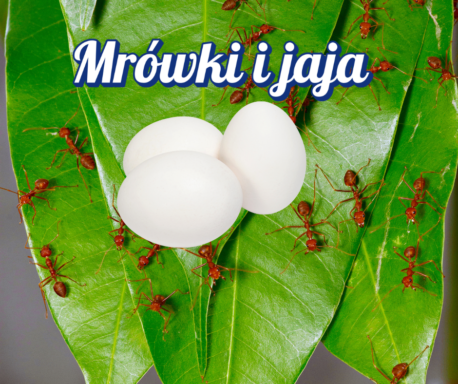 od-jajka-do-pojedynczej-mrowki-poradnik-antcenter