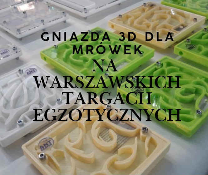 Nowość - gniazda 3D do hodowli mrówek