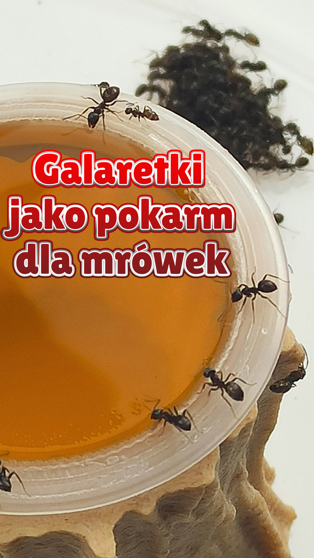 lasius-niger-jedzace-galaretke-w-pojemniku-od-antcenter