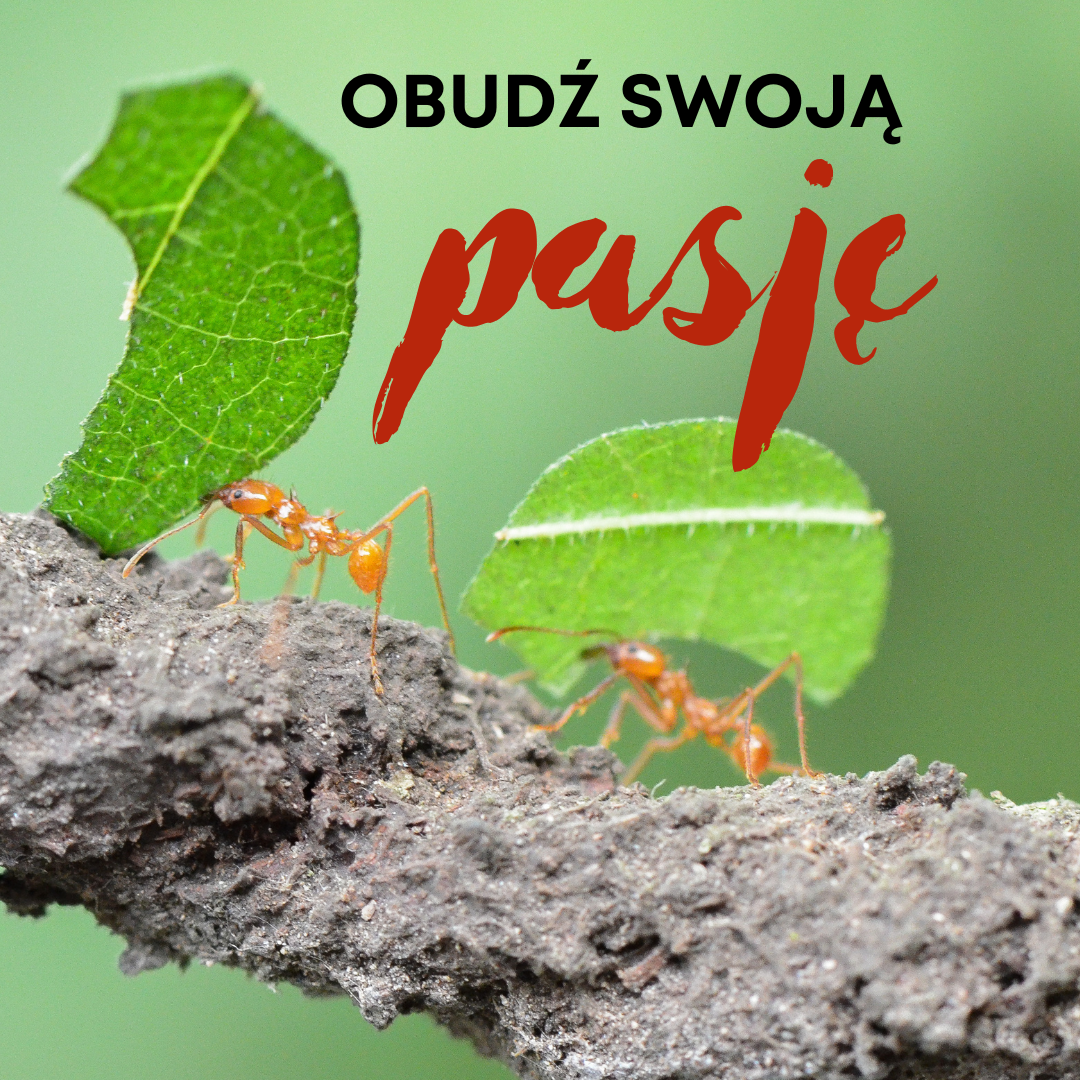 Odkryj swoją pasję do hodowli mrówek