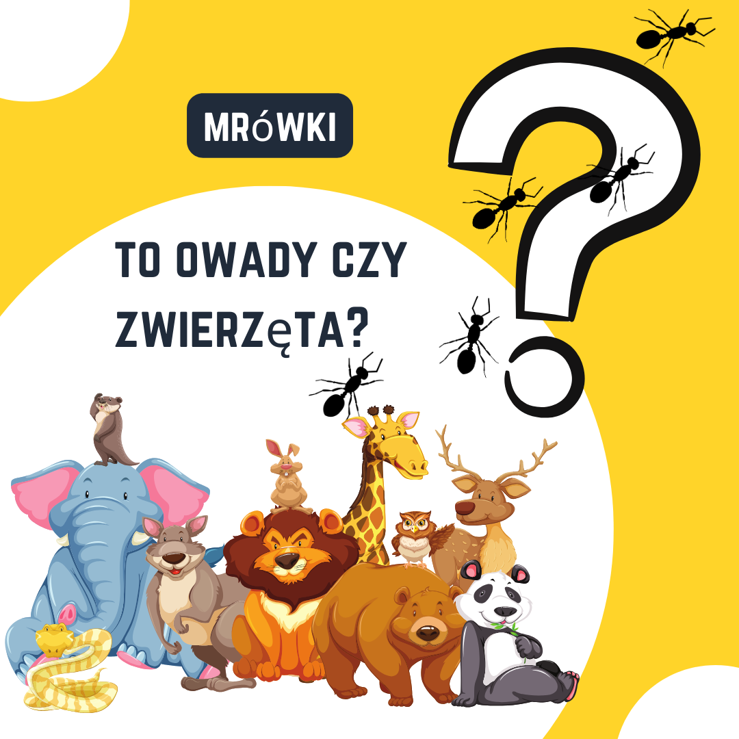Czy mrówki to owady czy zwierzeta ? Oto jest pytanie