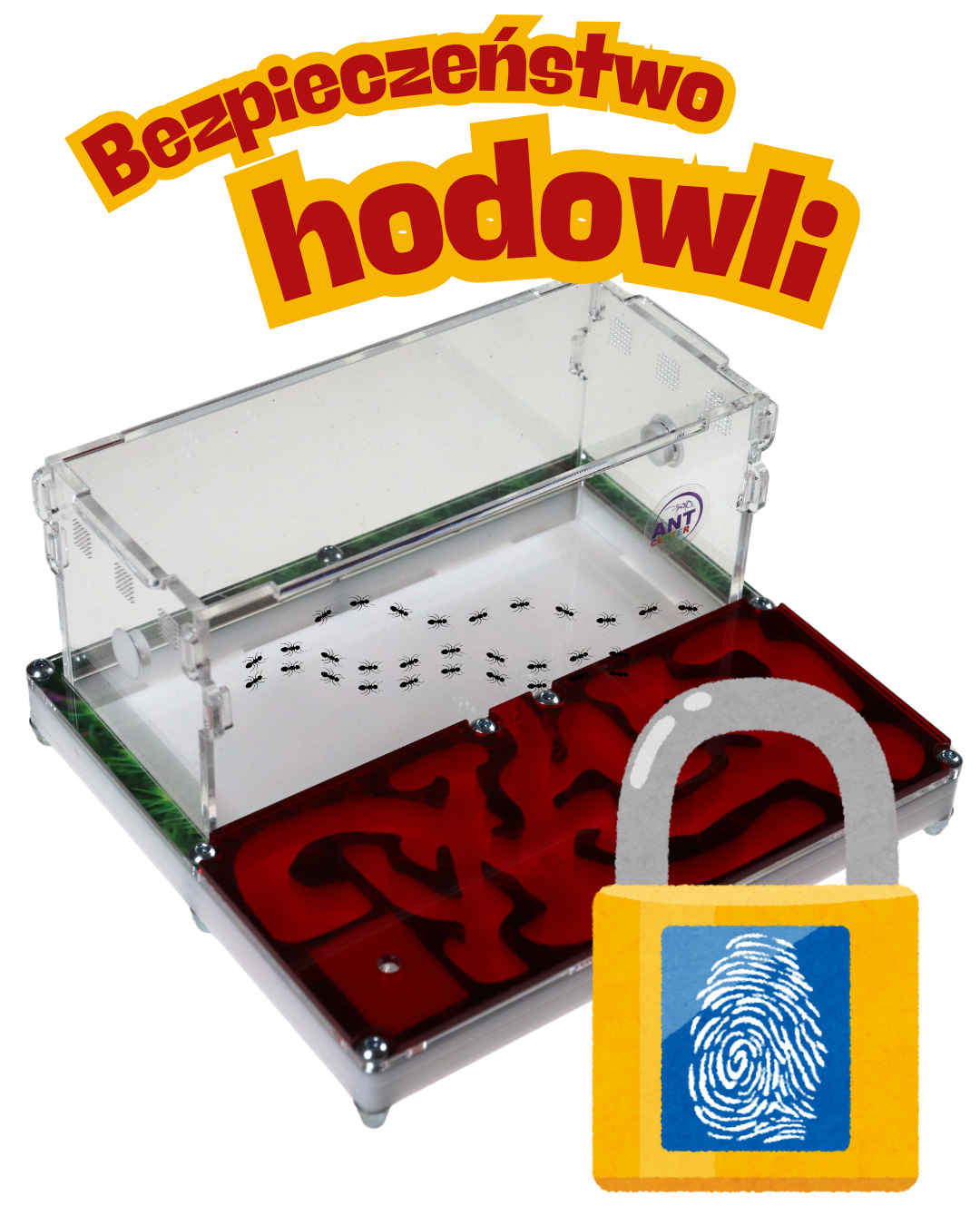 Bezpieczna hodowla mrówek żniwiarek w warunkach domowych