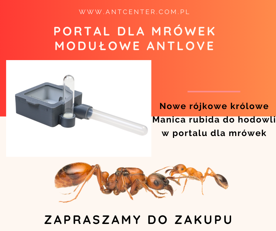 manica-rubida-hodowla-formikarium-antlove-antcenter.jpg