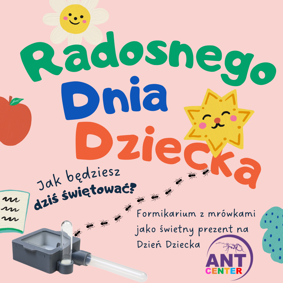 Formikarium z mrówkami jako prezent nie tylko na Dzień Dziecka