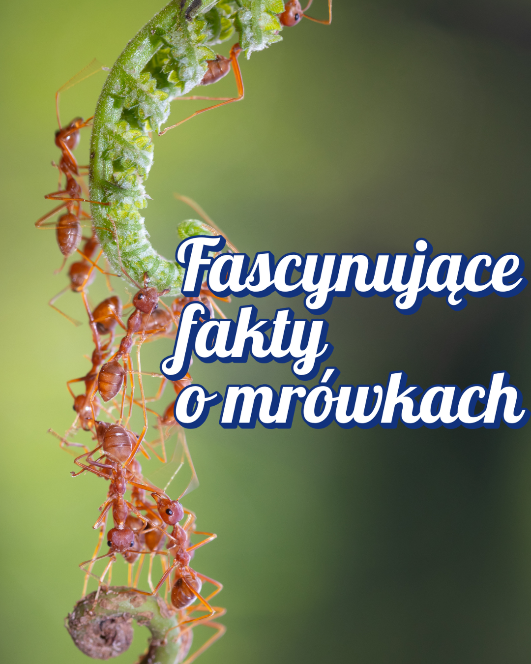 Ciekawostki o mrówkach egzotycznych i tych bardziej popularnych