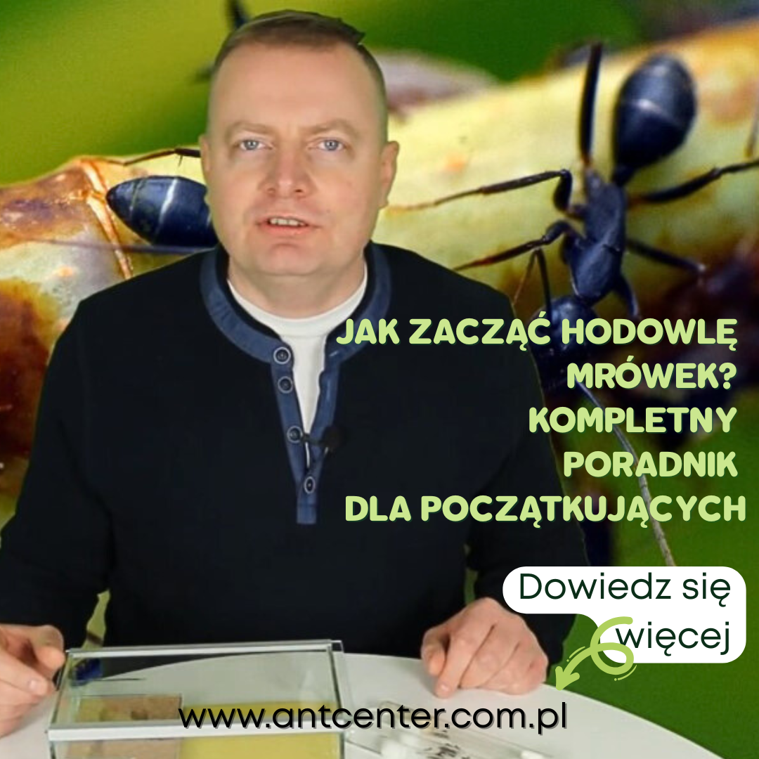 Jak zacząć hodowlę mrówek? Kompletny poradnik dla początkujących- wyjaśnia exkpert od mrówek pan Piotr Rachwał