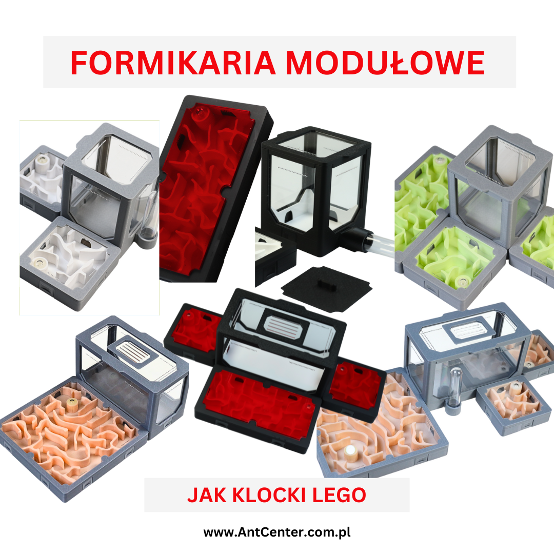 Formikaria modułowe jak klocki Lego – elastyczny sposób na rozwój kolonii mrówek