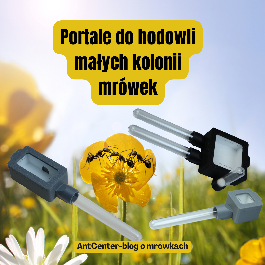 Portale do hodowli małych kolonii mrówek – kiedy, dlaczego i jak je stosować