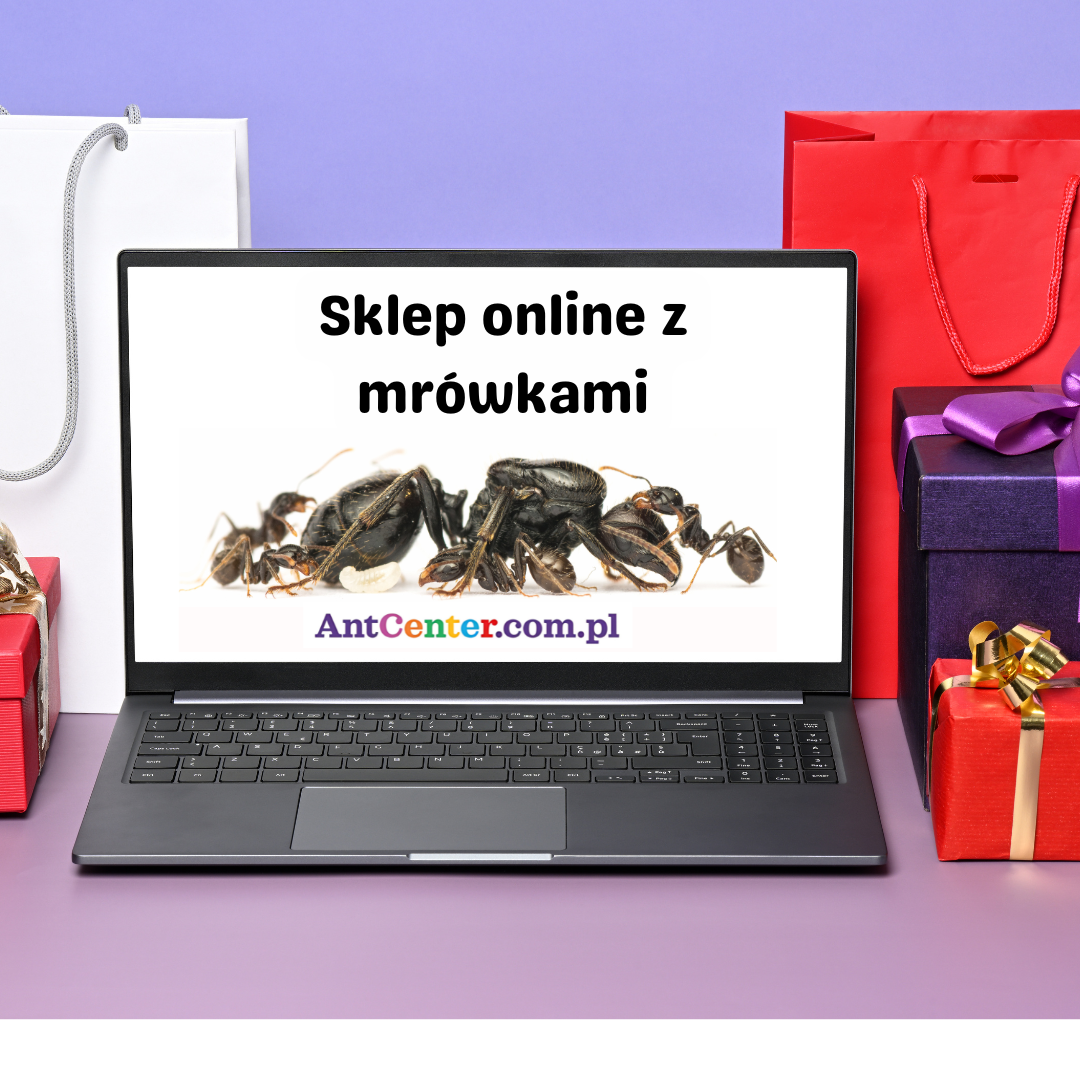 Sklep z mrówkami online – gdzie i jak bezpiecznie kupić mrówki do hodowli?