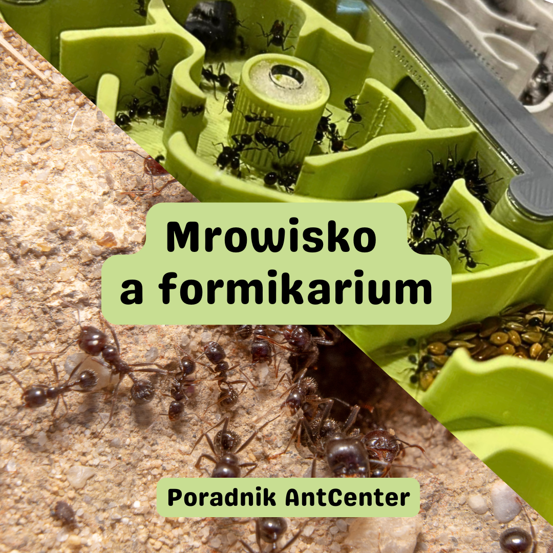 Mrowisko a formikarium – czym różni się życie mrówek w naturze i w hodowli?