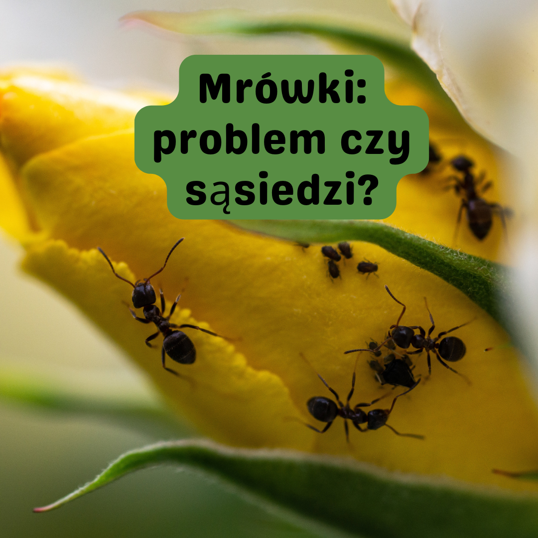 Mrówki w ogrodzie – naturalna obecność mrówek na kwiatach i roślinach