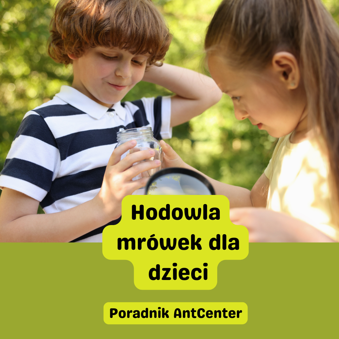 Hodowla mrówek dla dzieci