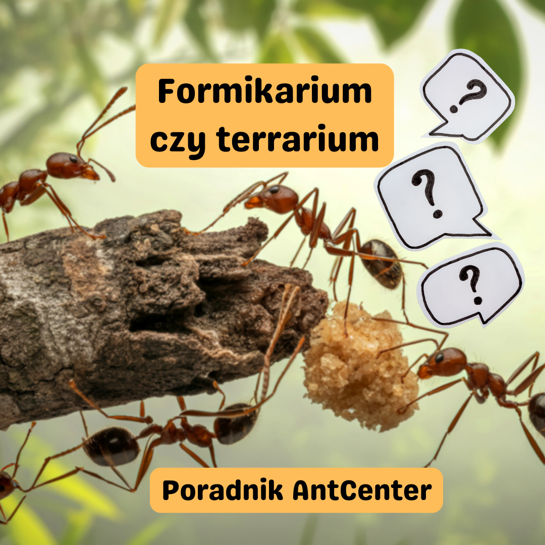 Formikarium czy terrarium dla mrówek? Wyjaśniamy pojęcia i pomagamy wybrać system do hodowli