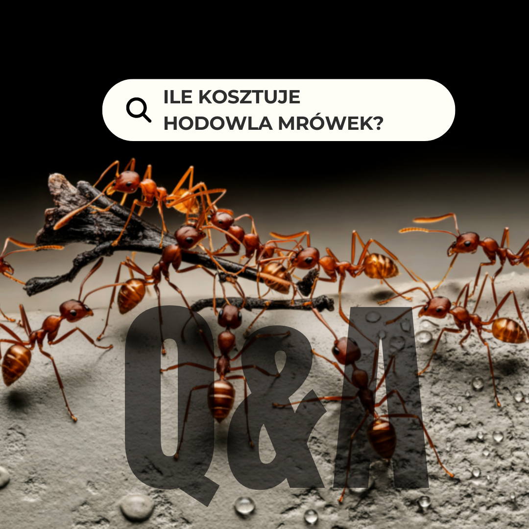 Ile kosztuje hodowla mrówek? Realne koszty startu i utrzymania kolonii (2026)