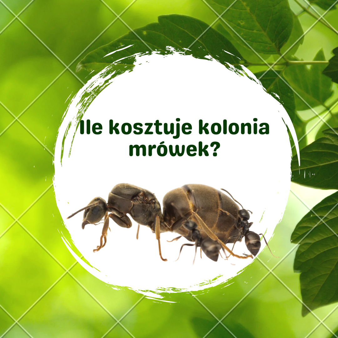 Ile kosztuje kolonia mrówek? Cena królowej i młodej kolonii (2026)