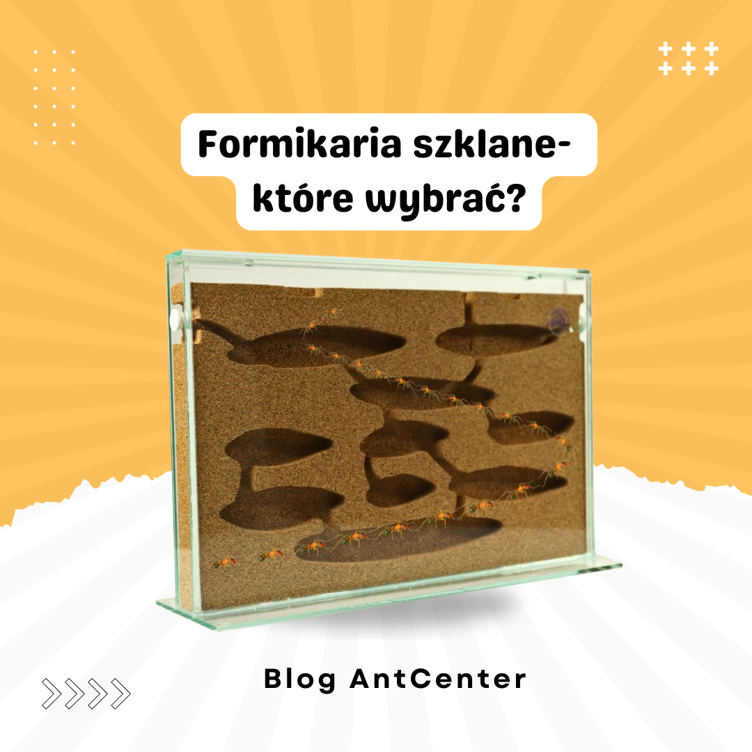Formikarium szklane – które wybrać i czym różnią się wypełnienia gniazda?