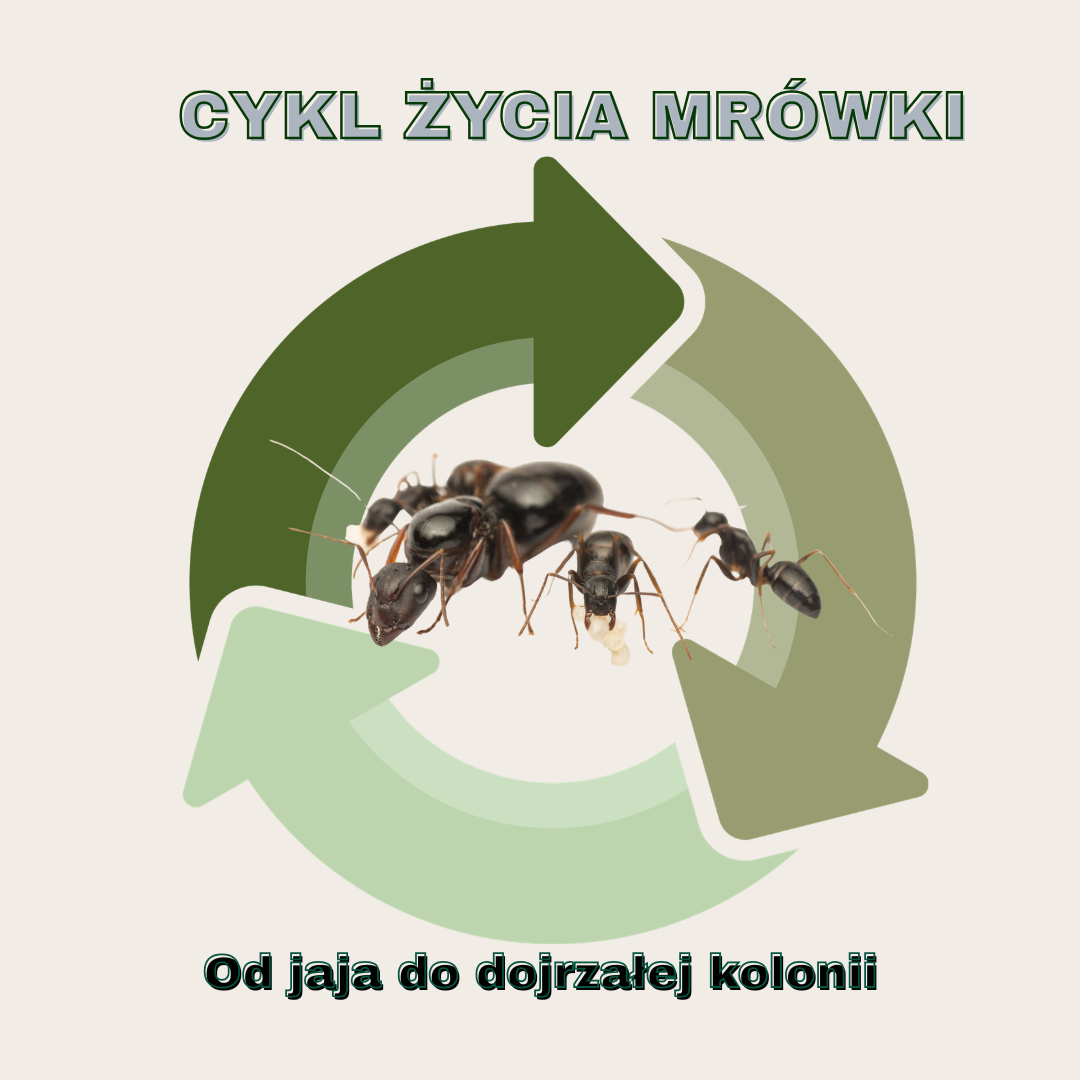 Mrówki – budowa, cykl życia i jak funkcjonuje kolonia