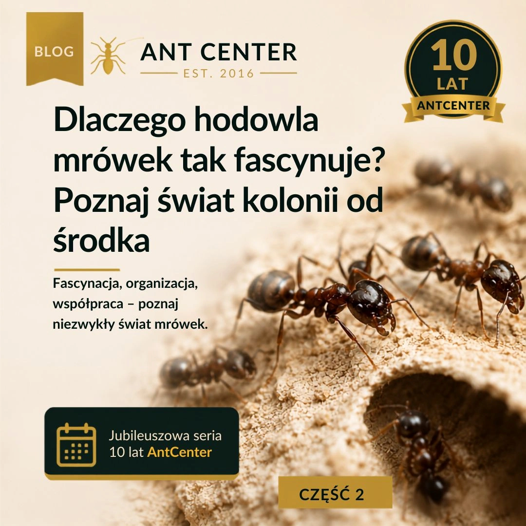 Dlaczego hodowla mrówek tak fascynuje? Poznaj świat kolonii od środka.