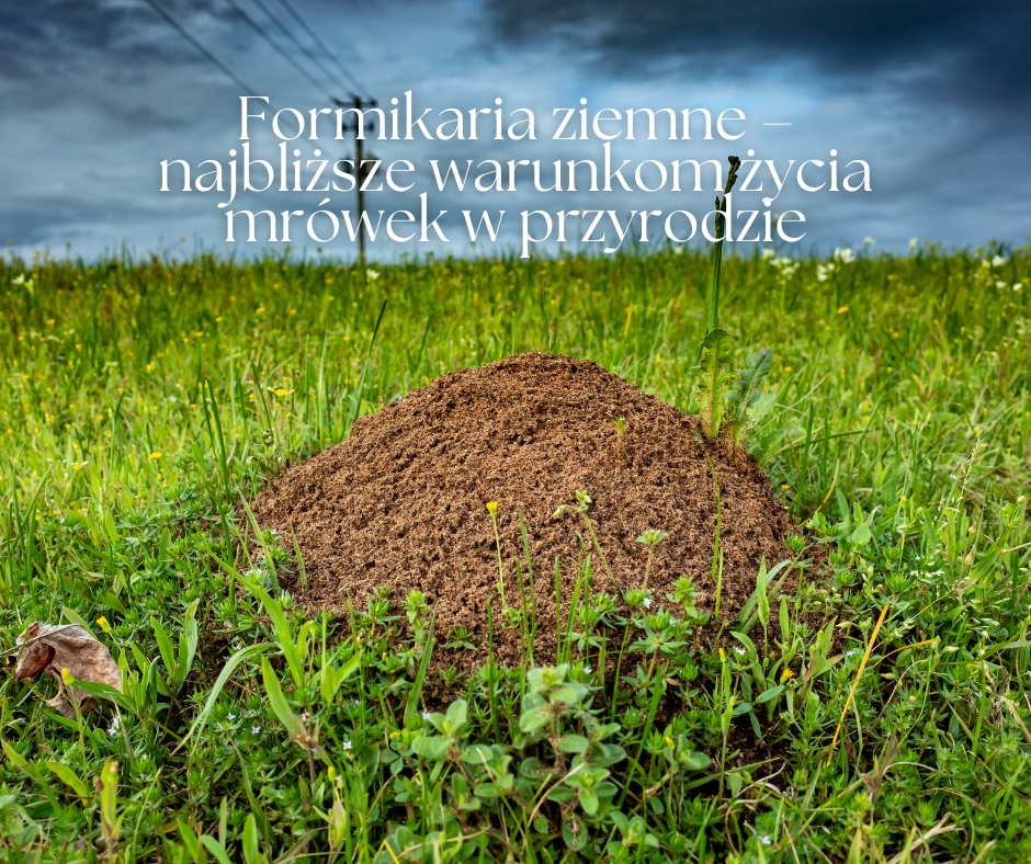 Nowość- Formikaria ziemne