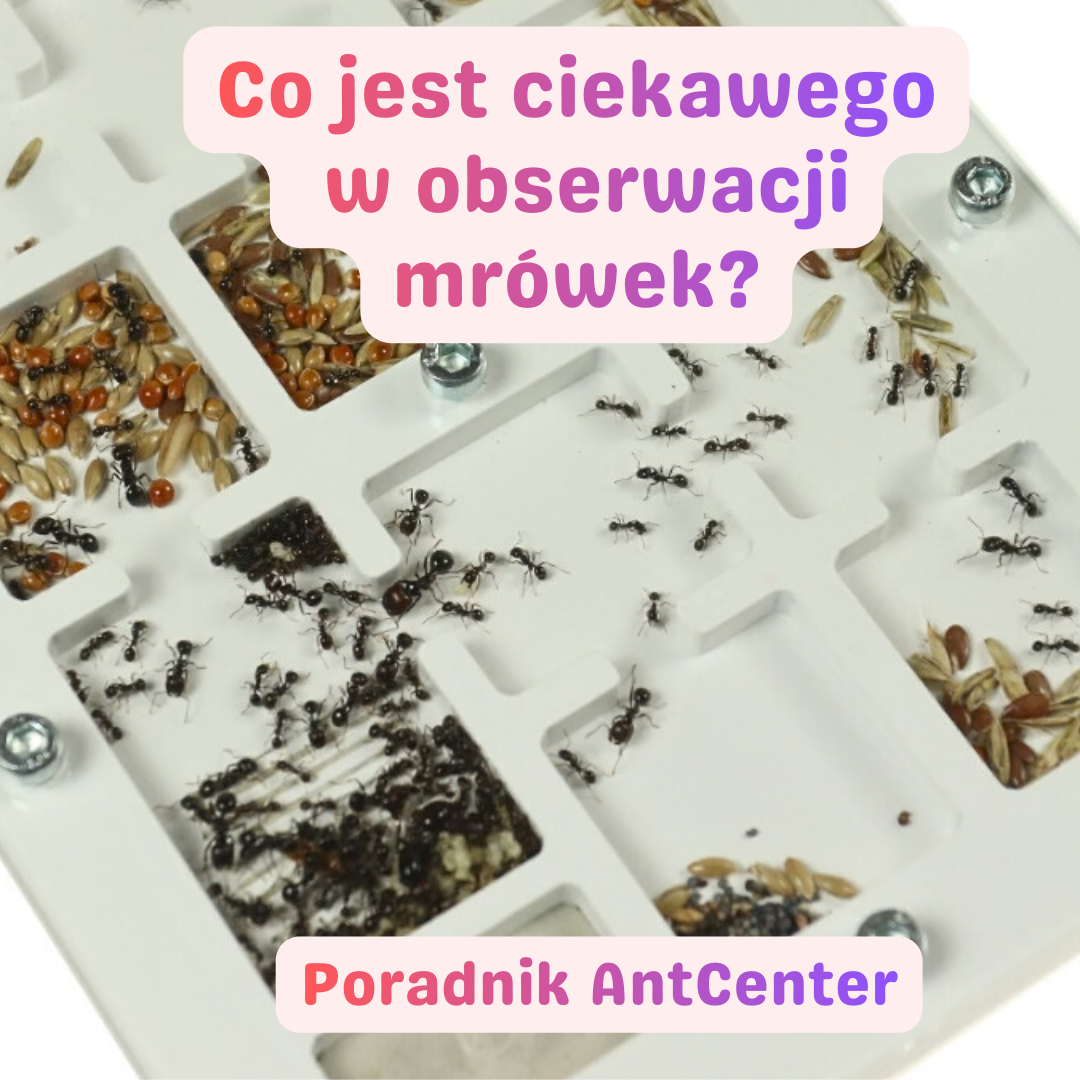 Co jest ciekawego w obserwacji mrówek?
