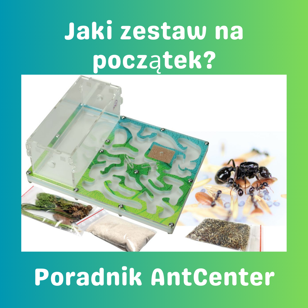 Jaki zestaw z mrówkami wybrać na początek ? Poradnik dla początkujących hodowców