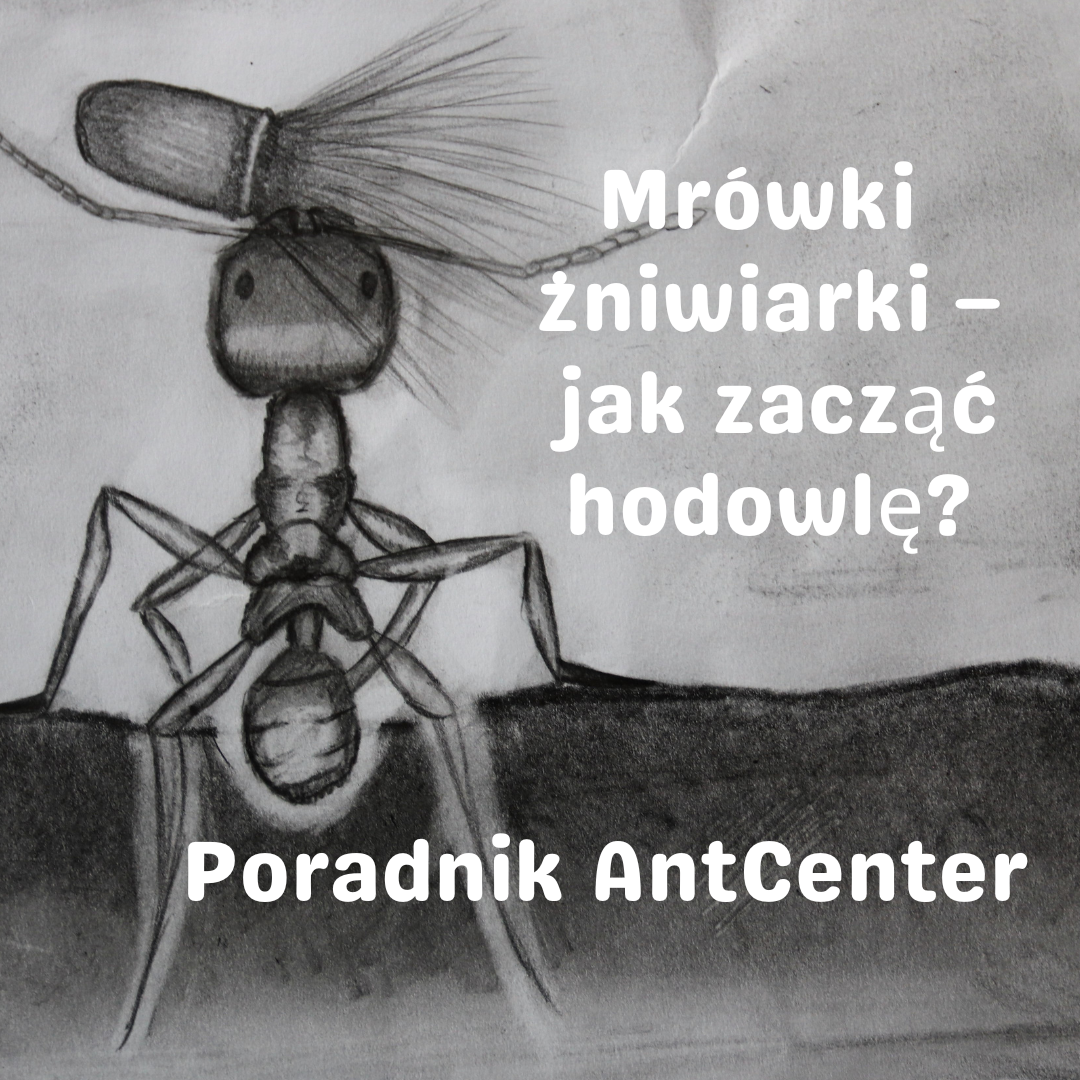 Chcę mieć mrówki, które jedzą nasiona. Mrówki żniwiarki