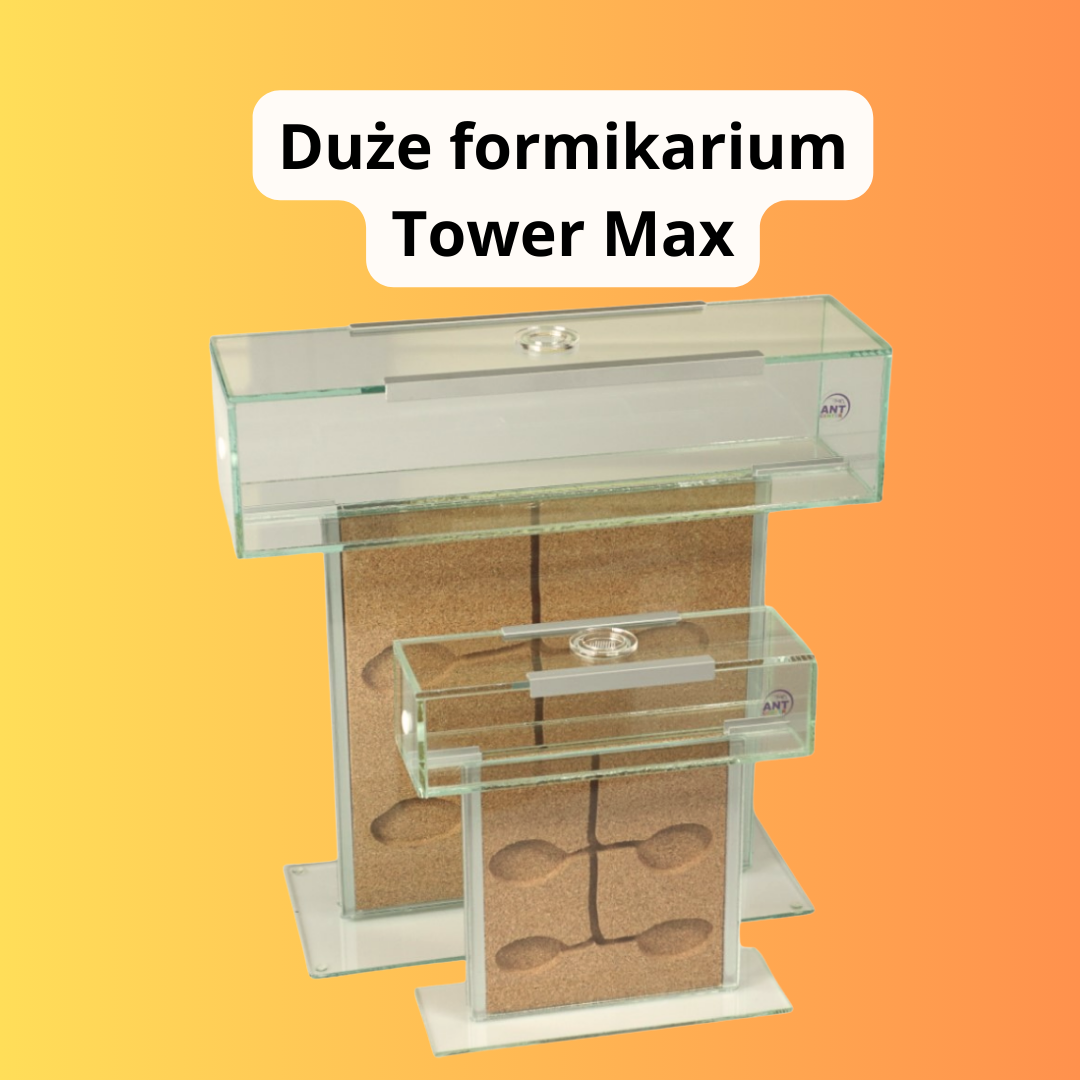 Duże formikarium korkowe Tower Max dla dużej kolonii mrówek