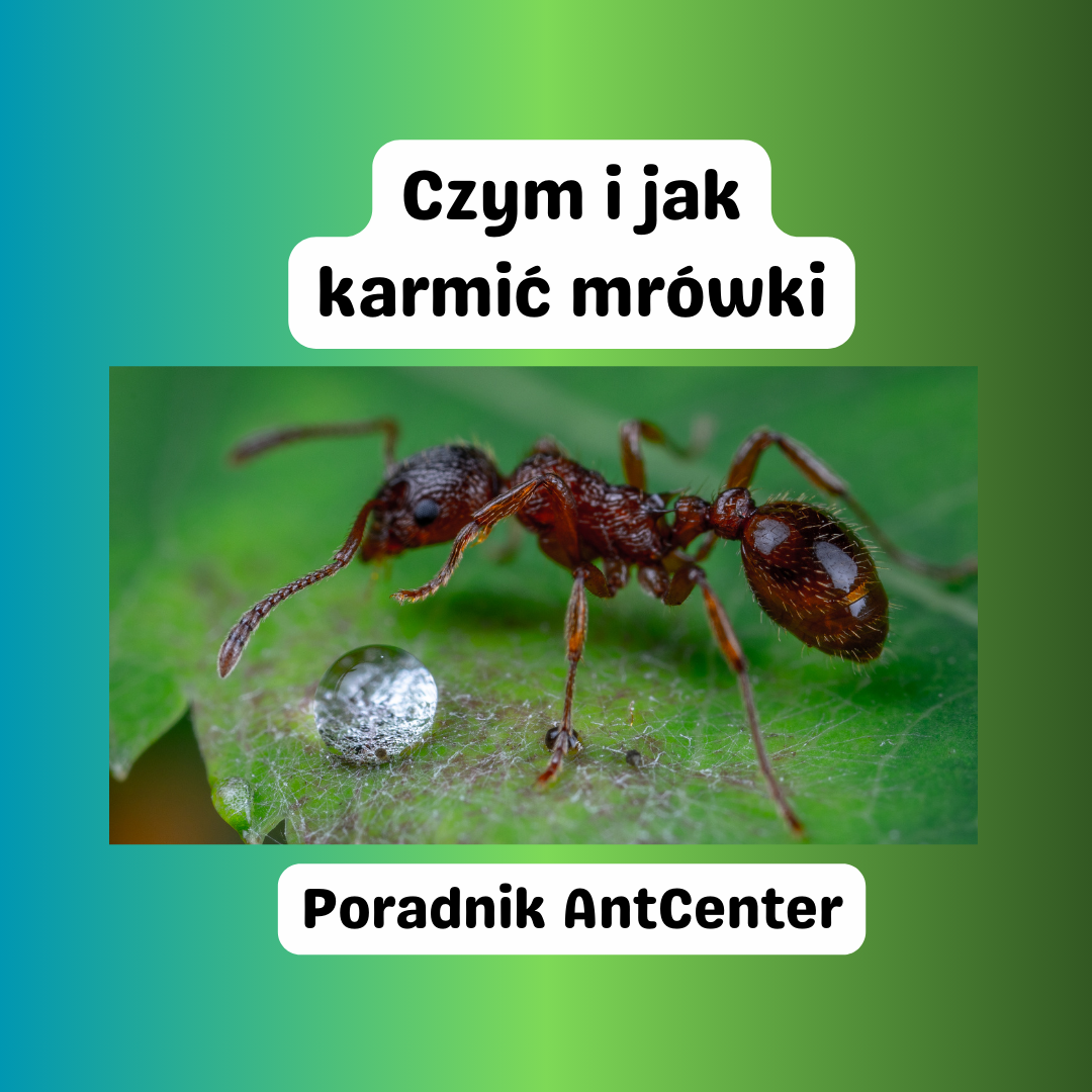 Czym i jak karmić mrówki ? Poradnik dla początkujących